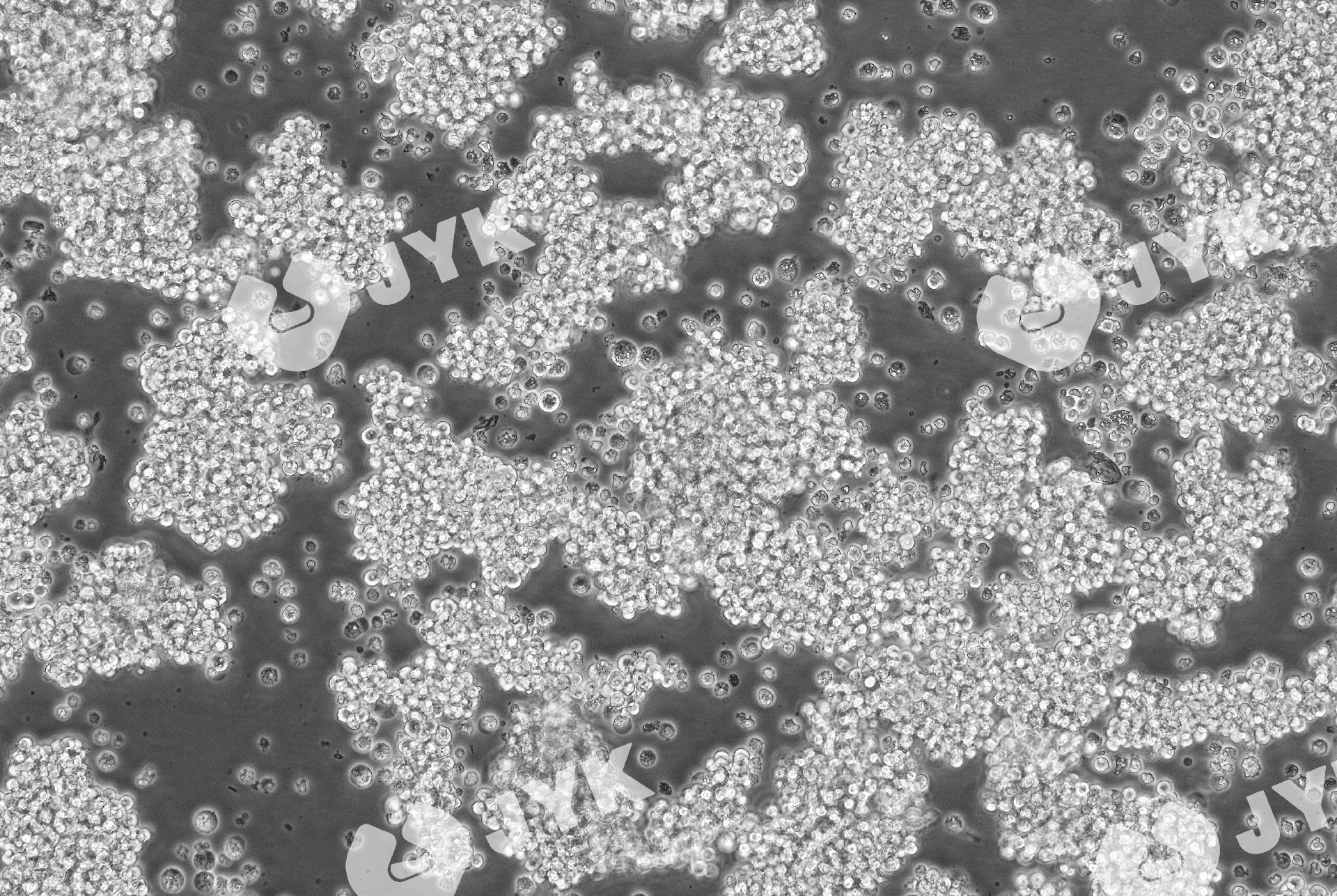 人非小細(xì)胞肺癌細(xì)胞（NCI-H524）
